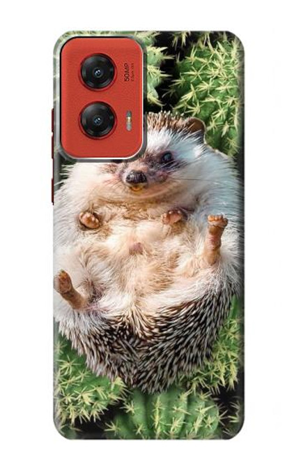 S3863 Pygmy Hedgehog Dwarf Hedgehog Paint Case For Motorola Moto G Stylus 5G (2024)