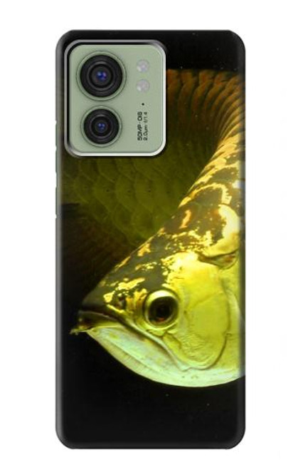 S1021 Gold Arowana Fish Case For Motorola Edge (2023), Edge 40