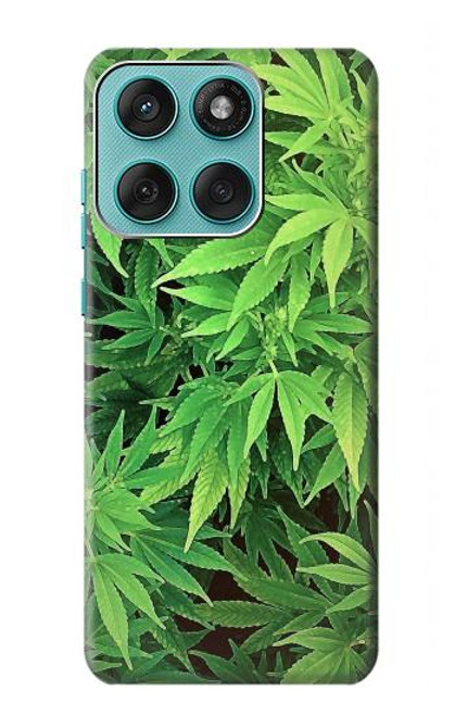 S1656 Marijuana Plant Case For Motorola Edge 60 Fusion