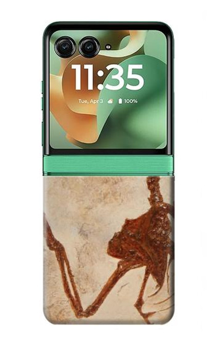 S0379 Dinosaur Fossil Case For Motorola Razr 60, Razr 2025