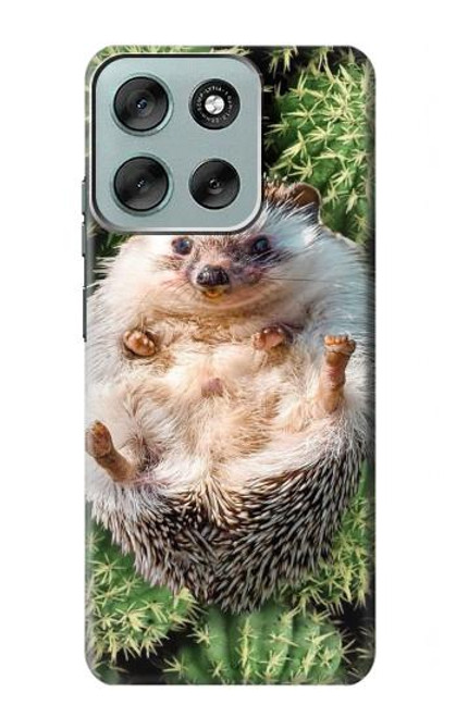 S3863 Pygmy Hedgehog Dwarf Hedgehog Paint Case For Motorola Moto G56