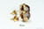 Rose Gold Brown Crystal Stud Earrings - Available in 2 Sizes and Other Metal Options