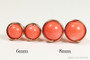 14K rose gold filled wire wrapped 6mm and 8mm round orange coral gemstone stud earrings handmade by Jessica Luu Jewelry