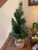West Elm 2' Table Top Hard Needle Pine Unlit Christmas Tree