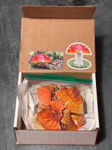 Our premium Amanita Muscaria caps are carefully packaged and quickly shipped.