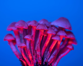 Amanita Muscaria vs. Psilocybin (Magic Mushrooms): What’s the Difference? Amanita Muscaria vs. Psilocybin (Magic Mushrooms): What’s the Difference?