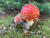 Beautiful amanita muscaria fly agaric mushrooms in Colorado