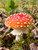 Beautiful amanita muscaria fly agaric mushroom