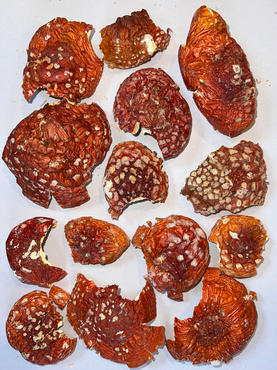 Dried amanita muscaria cap pieces for sale, great color and quality.