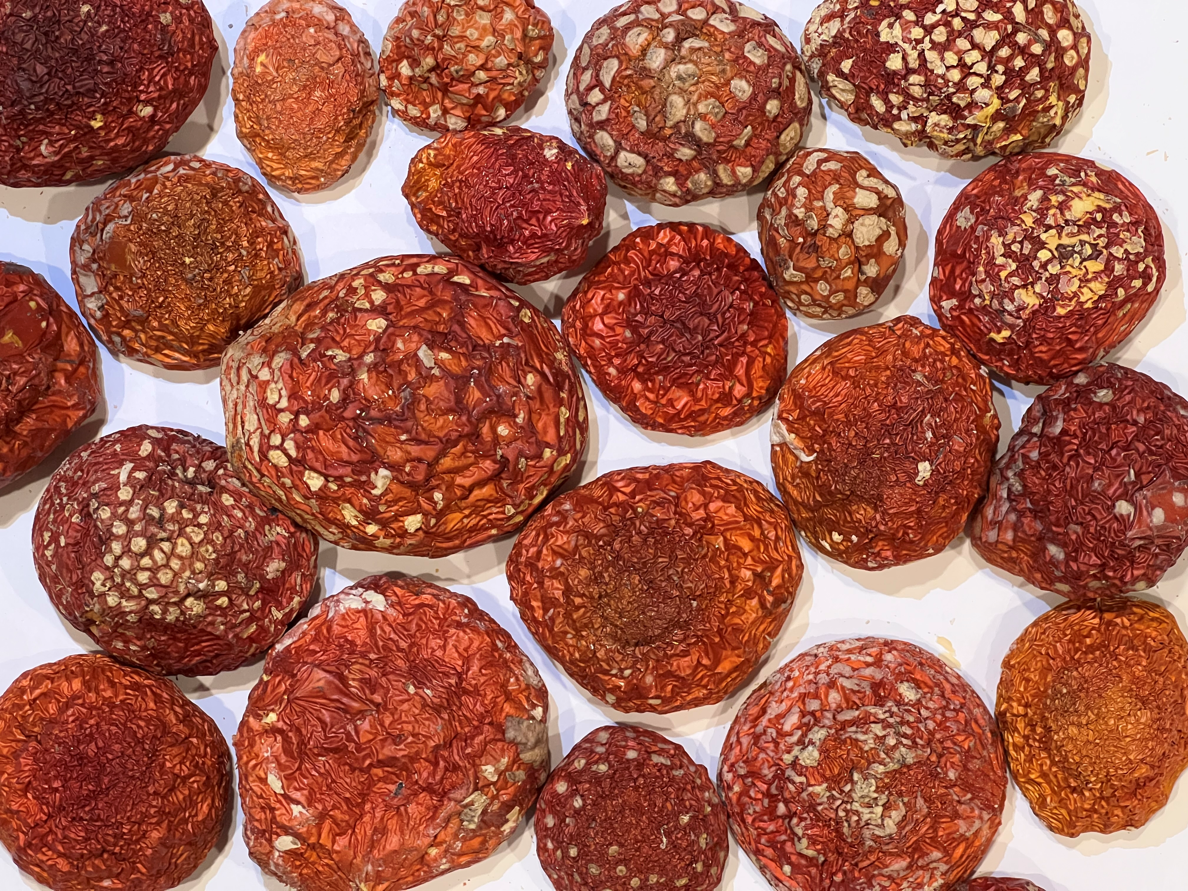 Premium Dried Amanita Muscaria for Sale