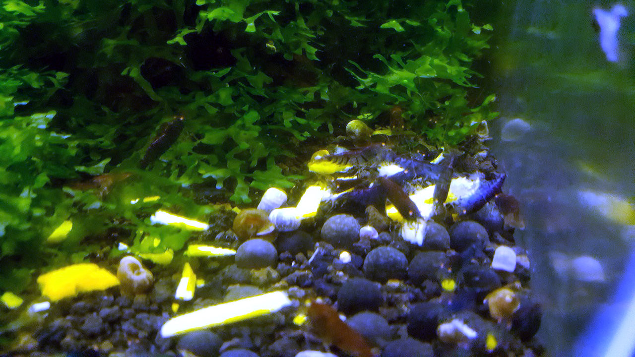 Blue Tiger Shrimp Aquarium Blue Tiger Shrimp For Sale Blue Tiger Shrimps The Shrimp Tank
