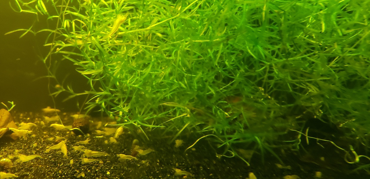  Guppy Grass  Najas Guadalupensis Najas Grass  The 