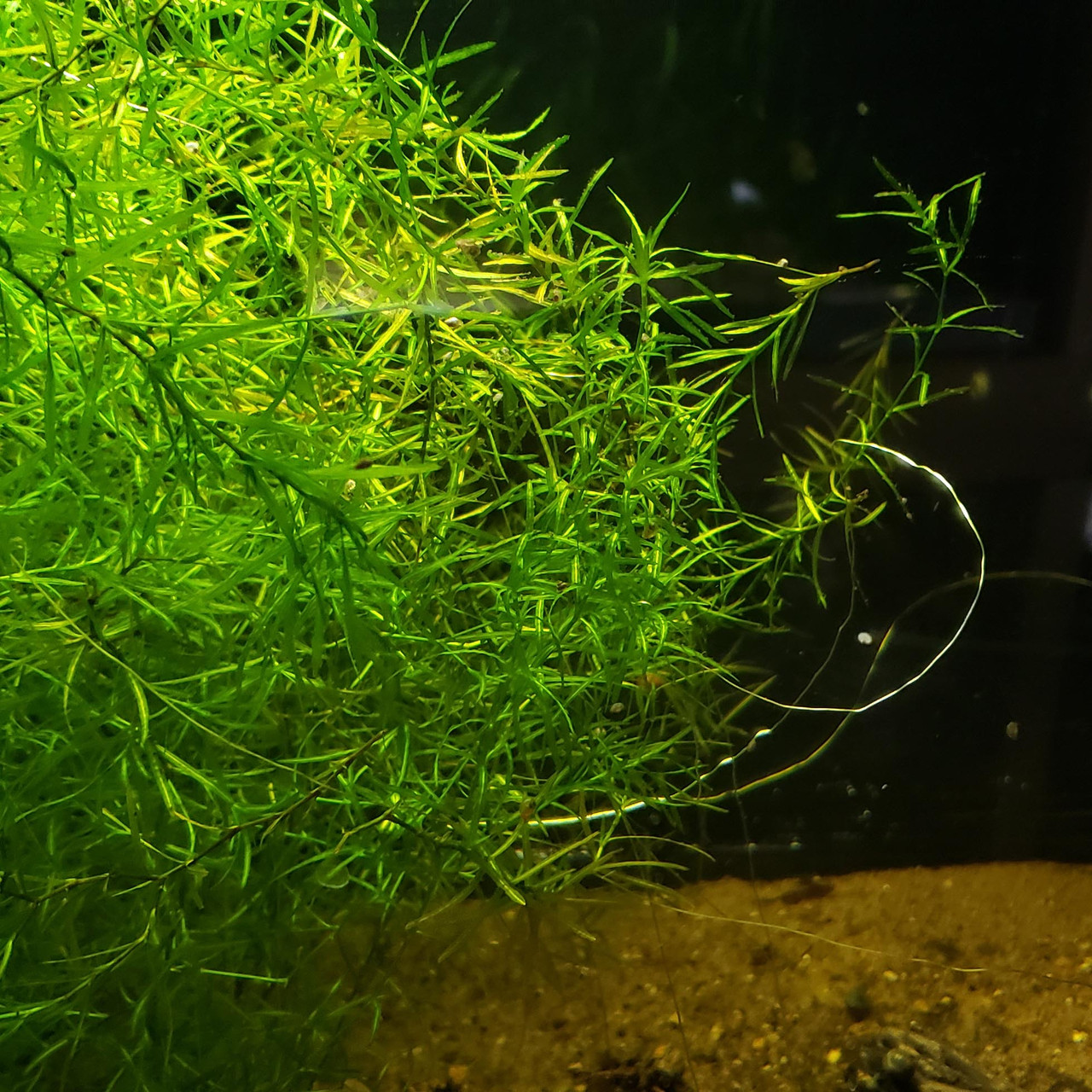 guppy grass for sale near me