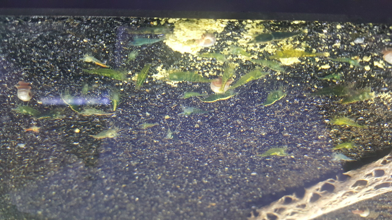Green Jade Shrimp | Aquarium Shrimp For Sale | Shrimp For Aquarium