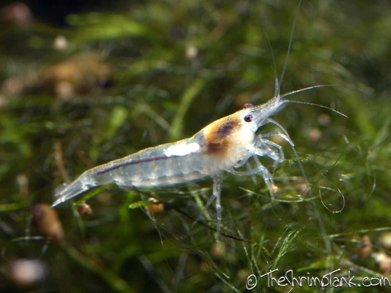 Male Female Snowball