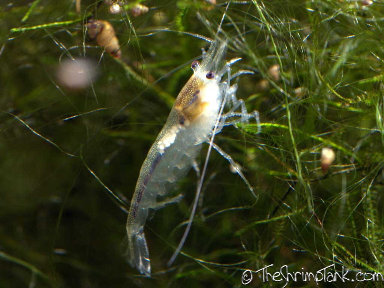 Male Female Snowball