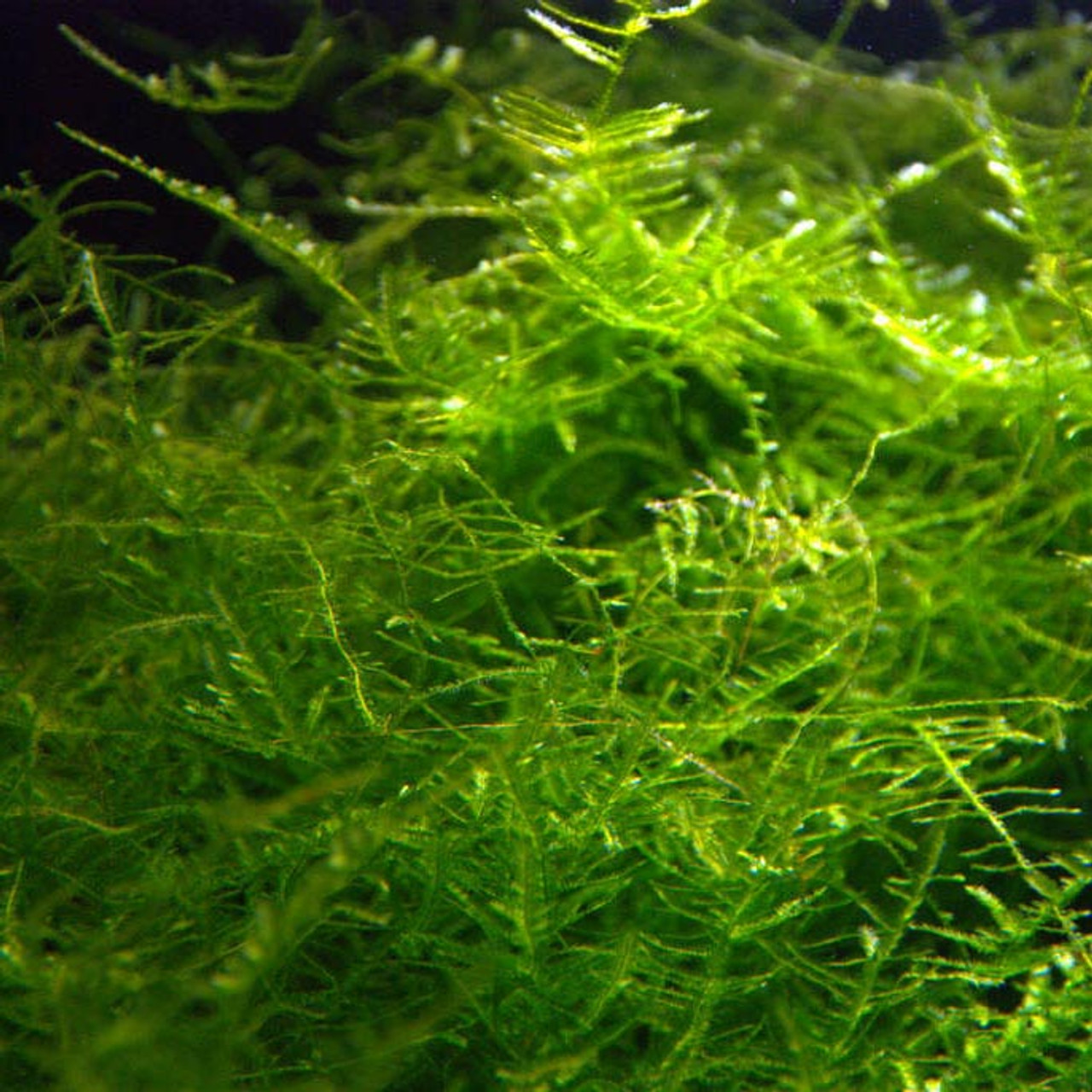 Java Moss - The Shrimp Tank