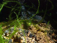 There is nothing like the beautiful blue color of carbon rili shrimp!