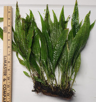 Large Healthy Java Fern are great low light plants.   Large Healthy Java Fern are great low light plants.