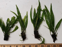 Narrow Leaf Java Ferns are excellent low light plants for shrimp tanks. Narrow Leaf Java Ferns are excellent low light plants for shrimp tanks.