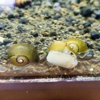 Nerite Snails are a very popular snail.  They do not reproduce in freshwater and are excellent algae eaters.