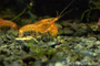 Orange Dwarf Crayfish (CPO)