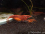 Berried Red Cherry Shrimp