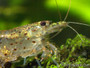 Close up of Amano Shrimp