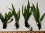 Narrow Leaf Java Ferns are excellent low light plants for shrimp tanks.