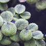 Salvinia Rotundifolia Minima
