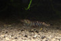 Tiger Shrimp  (10 pack with free shipping)