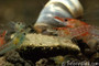 Enjoy red rili shrimp in your aquarium today!