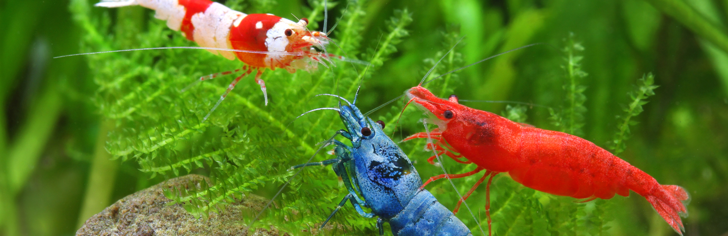 live prawn in aquarium