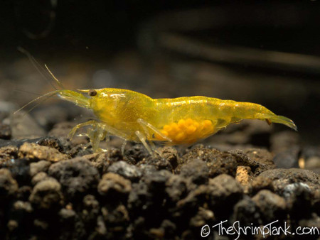 Yellow Rili Yellow Shrimp | Aquarium Shrimp For Sale | Shrimp For Aquarium - The ...