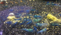 Blue Dream shrimp are any easy to care for and colorful shrimp.