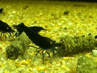 Royal Blue Tiger Shrimp  (10 pack with free shipping)