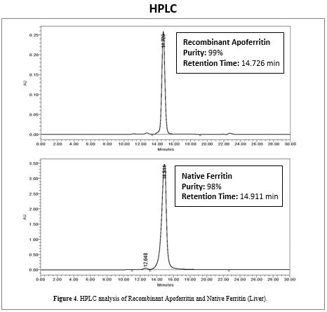 rec-apoferritin-hplc.jpg