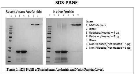 rec-apoferritin-sds-page.jpg