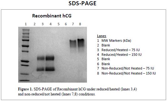 rec-hcg-sds-page.jpg