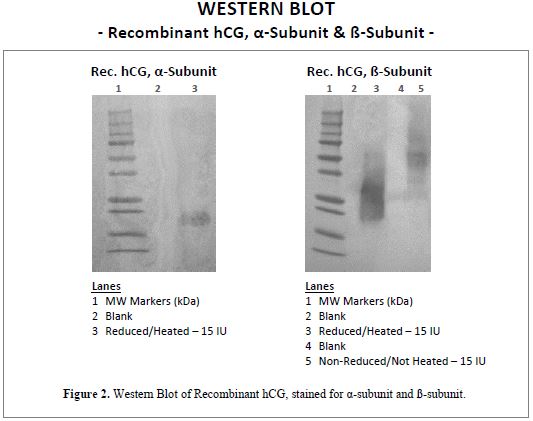 rec-hcg-wb.jpg