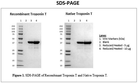 rec-tnt-sds-page.jpg