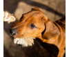 Dog Rope Chew Toy (Tiger) - GSR - P2681T