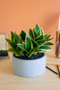 KALALOU CYF1346 12" ARTIFICIAL MOTHER IN LAW TONGUE IN A POT
