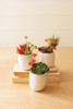 KALALOU CYF1349 SET OF THREE ARTIFICIAL SUCCULENT PLANTS IN A WHITE POT