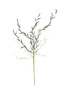 KALALOU CSL2505 BOTANICA #2505