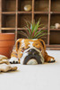 KALALOU CDV2139 CERAMIC BULLDOG PLANTER