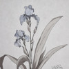 ELK HOME S0056-10633 Iris Botanic Framed Wall Art