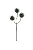 KALALOU CSL2697 BOTANICA #2697