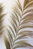 KALALOU DCAV1000 DECORATIVE FAN PALMS WITH BAMBOO STEMS