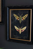 KALALOU CHH1518 SET OF TWO FRAMED MOTH PRINTS UNDER GLASS